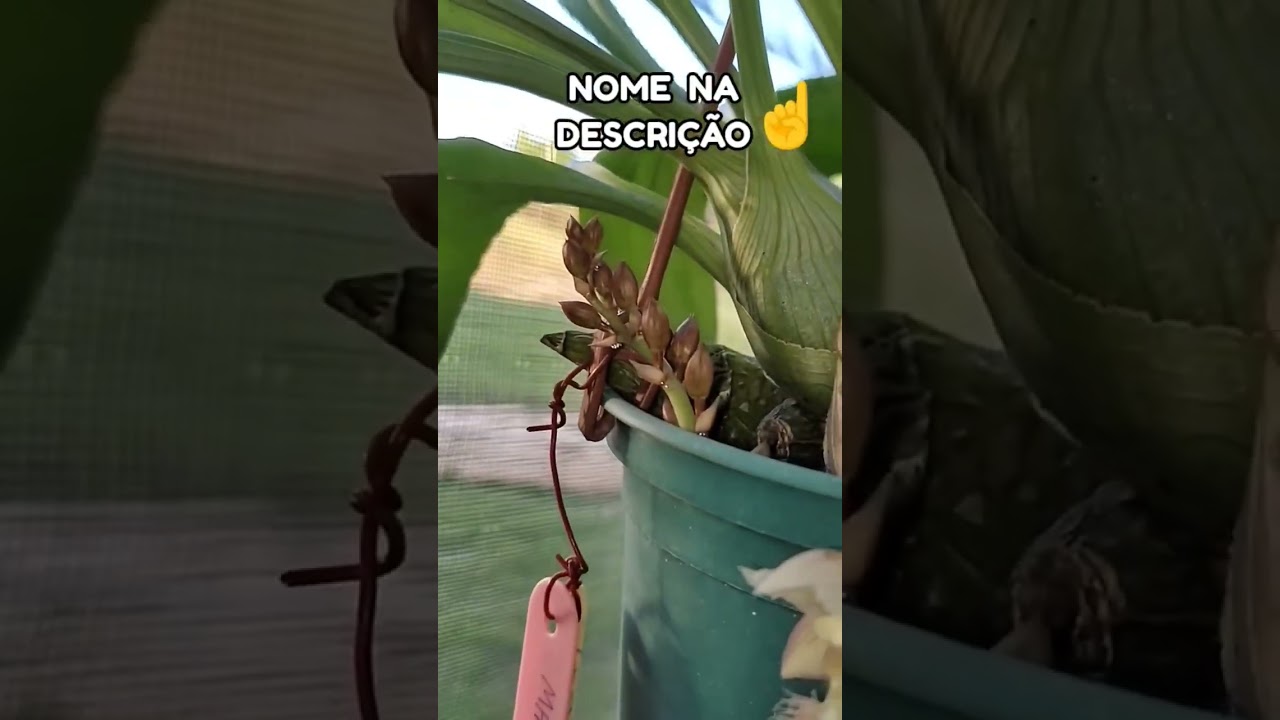 Que FLOR super INTERESSANTE tem Pelinhos 😲 #orquideas  CLOWESIA #shorts #orchids #flores