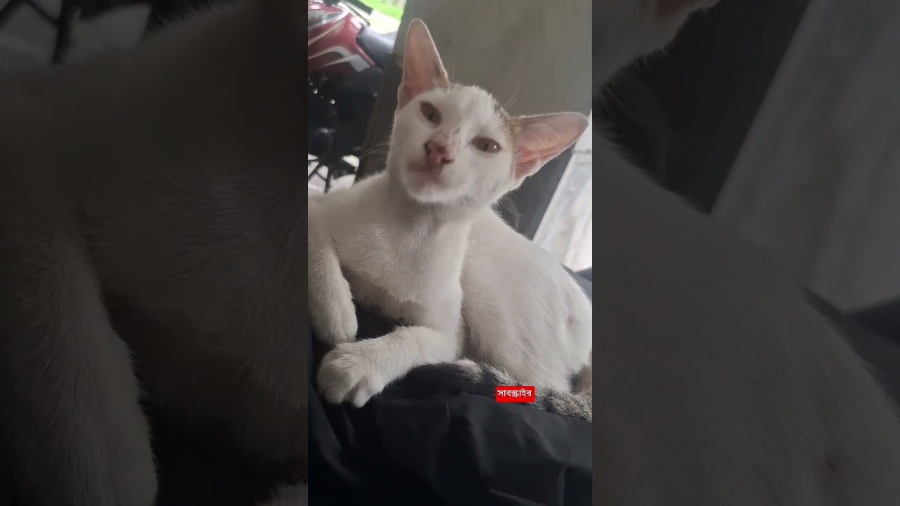 #অনেক ভেবেচিন্তে ডিচিশন নিলাম🤣 #catvideo #popular #foryou #comedy #viralvideo #funny #trendingshorts