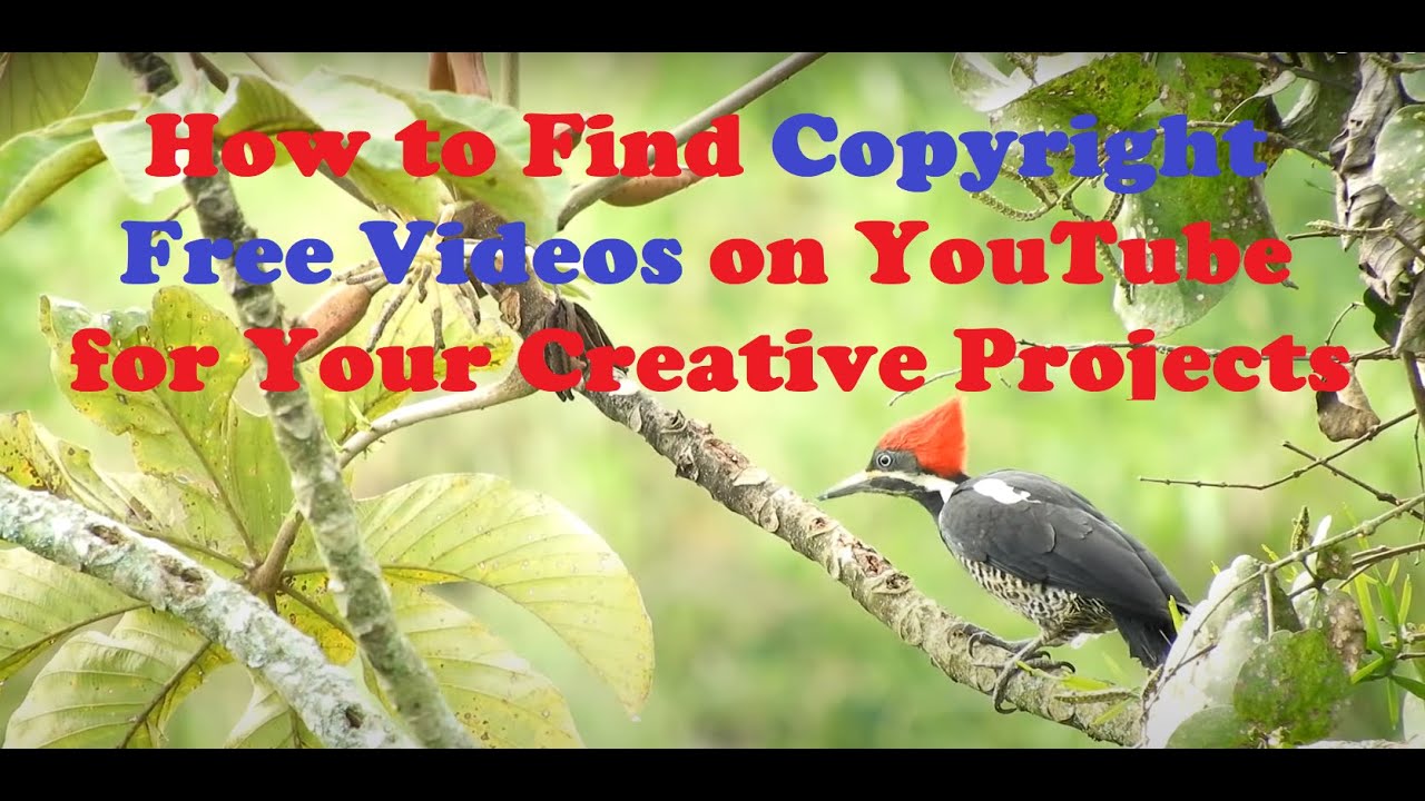 How to Find Copyright Free Videos on YouTube for Your Creative Projects