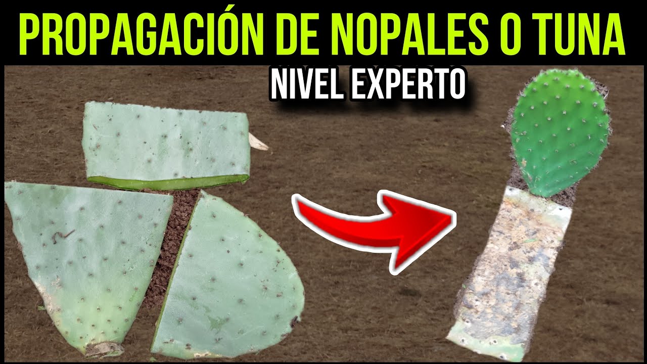 c&oacute;mo hacer propagaci&oacute;n de nopales o tuna - 