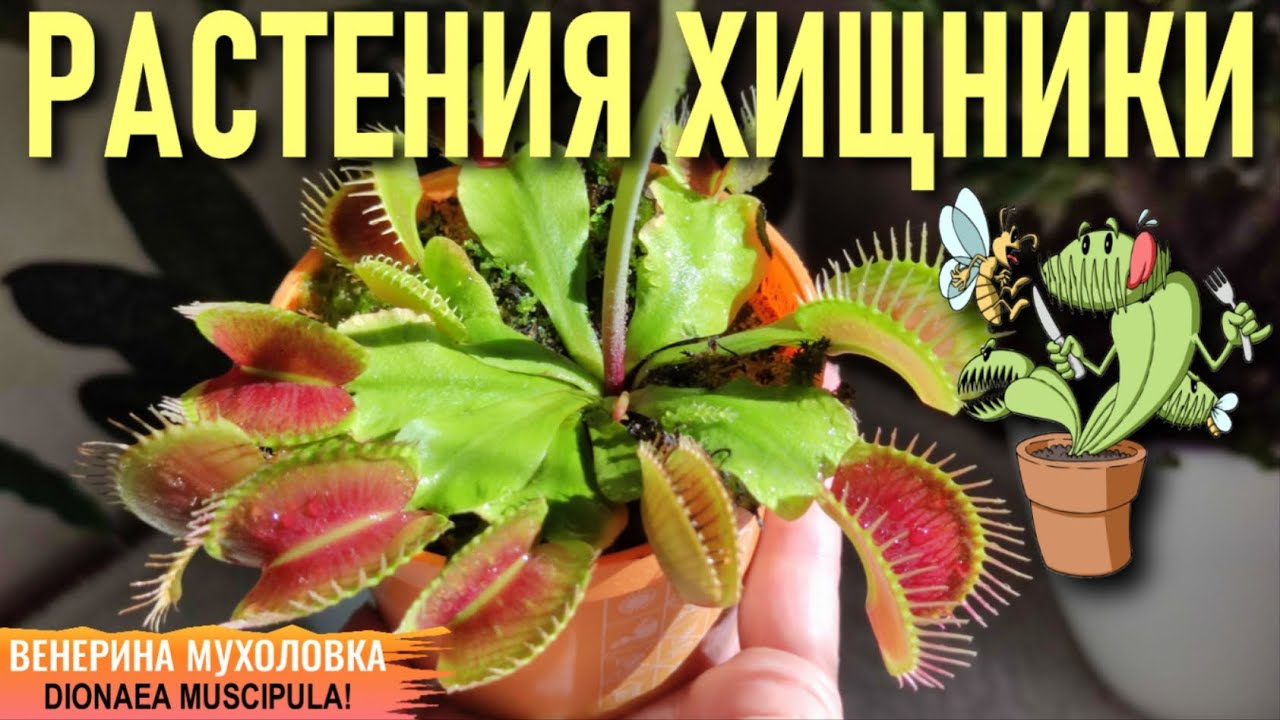САМОЕ ПОЛНОЕ ВИДЕО В ИНТЕРНЕТЕ О СОДЕРЖАНИИ РАСТЕНИЯ-ХИЩНИКА ВЕНЕРИНА МУХОЛОВКА! DIONAEA MUSCIPULA!