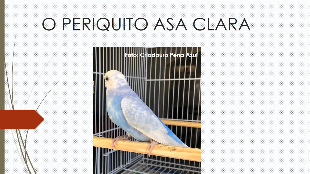 A MUTAÇÃO ASA CLARA - GENÉTICA DAS CORES DOS PERIQUITOS