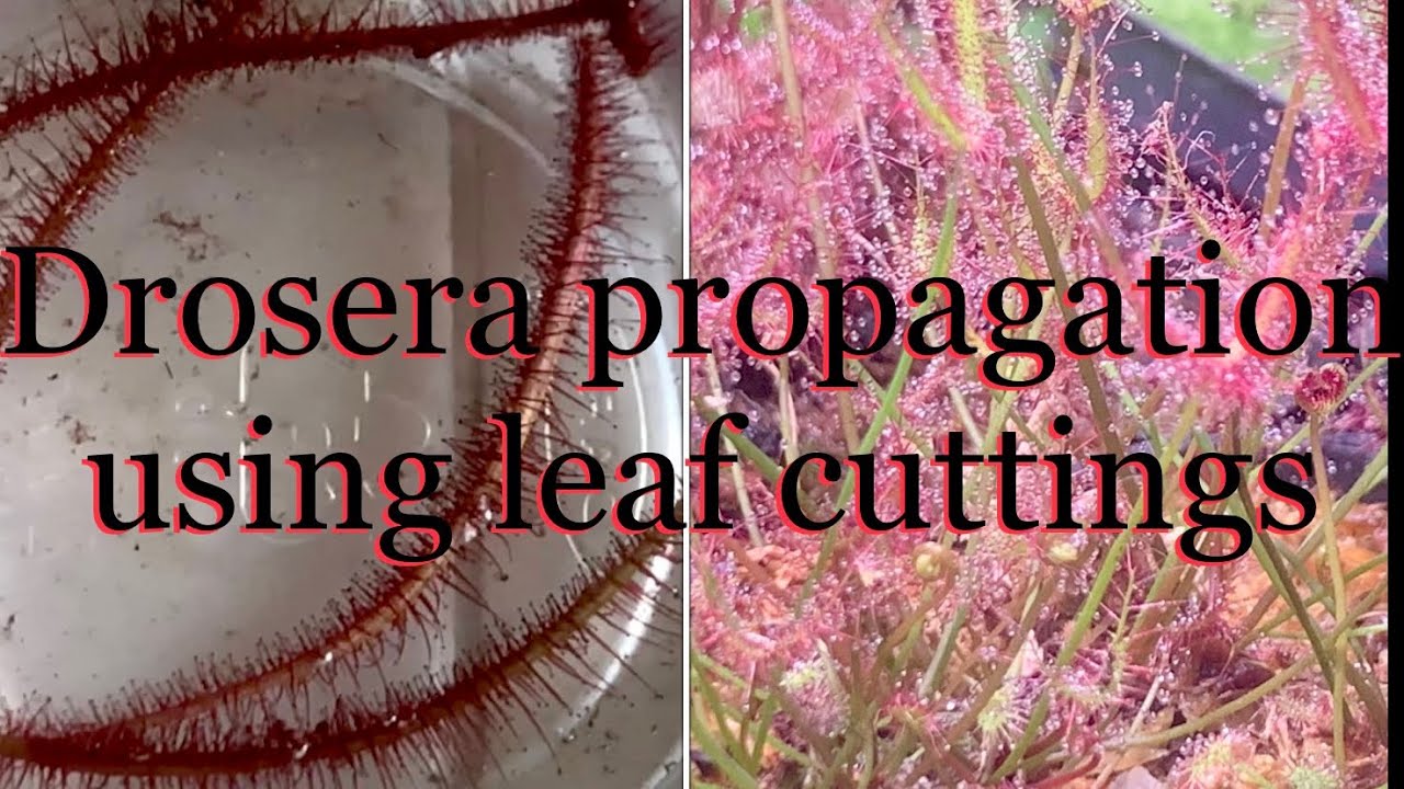 Drosera binata propagation using leaf cuttings, how and when to plant leaf cuttings