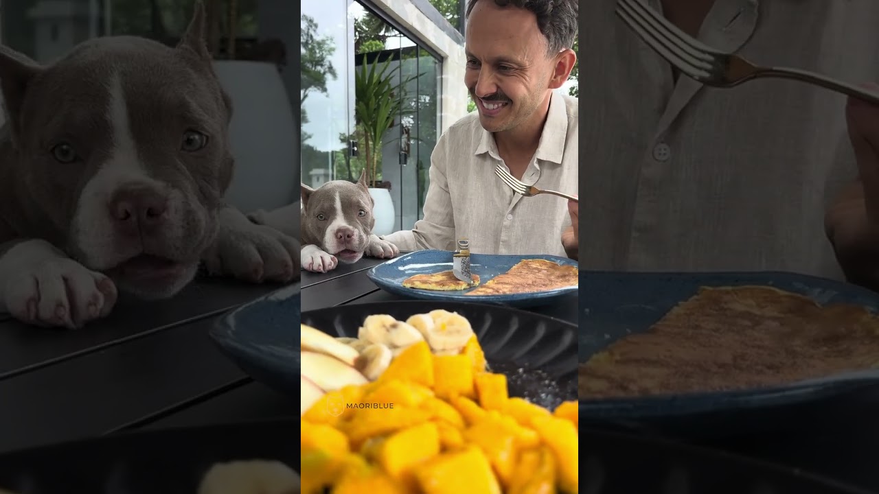 Um Café da Manhã com meus Cães 🐾 Nossa Rotina #amreicanbully