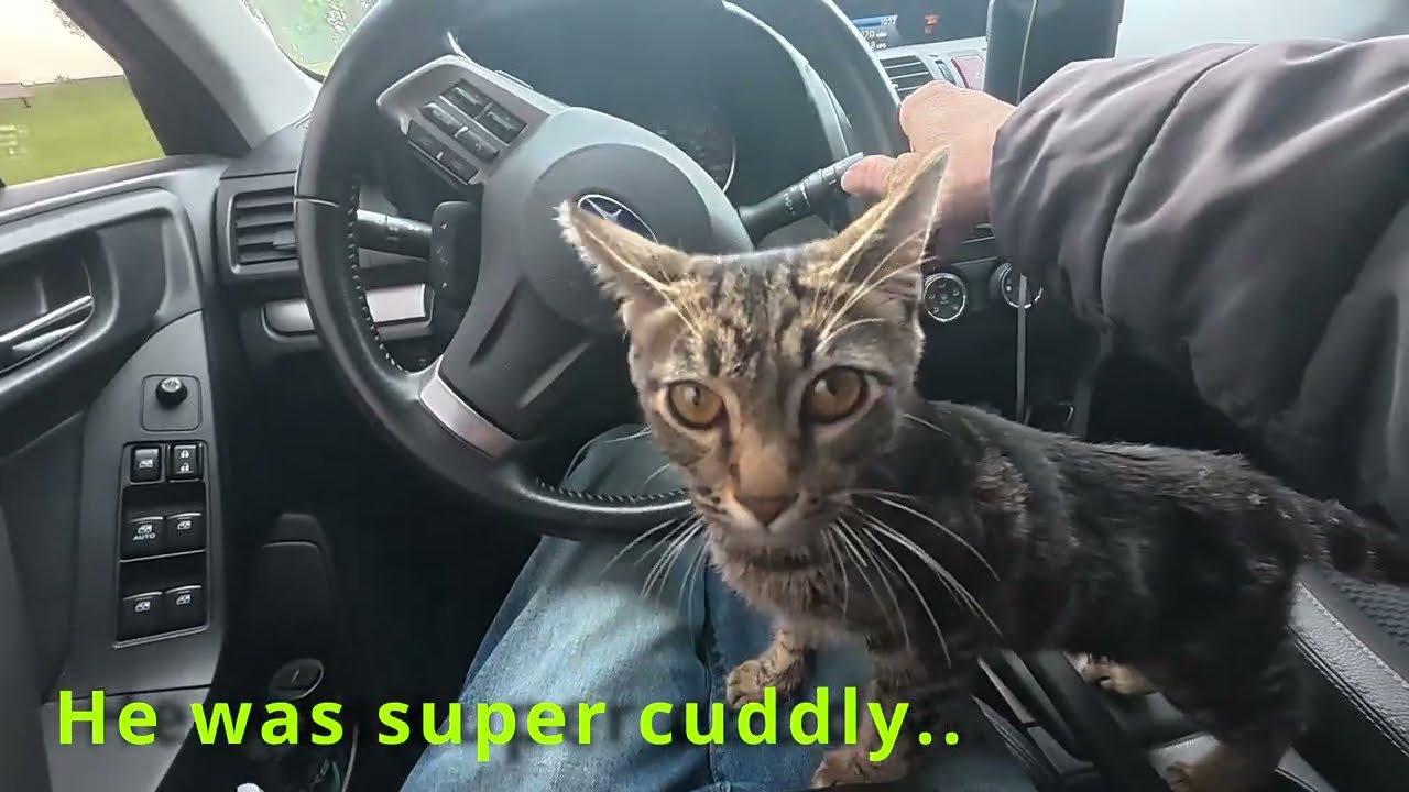 The Best Goodbye: Finding My Rescue Kitten a Forever Home