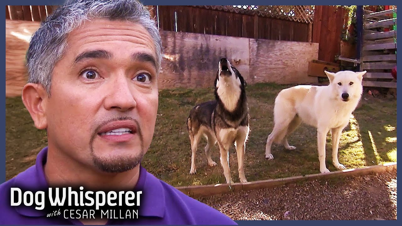 Cesar Tames Two Dangerously Possessive Wolf-Dogs |S5E4 Full Episode| Dog Whisperer With Cesar Millan
