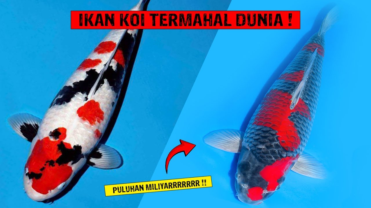 HARGANYA SAMPAI 20 MILIYAR ! Inilah Jenis Ikan Koi Termahal Di Dunia