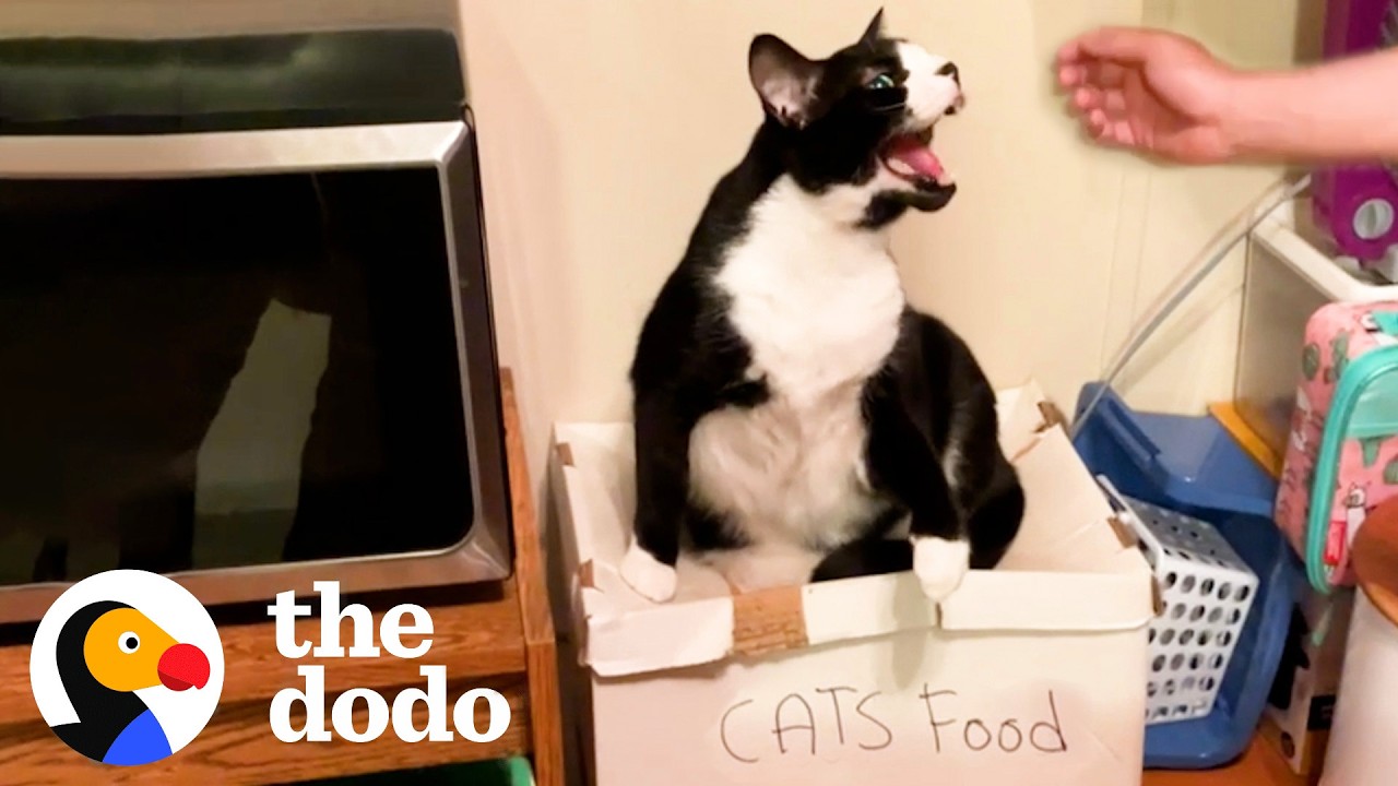 This Cat Tolerates Mom’s Boyfriend — From Across The Room | The Dodo
