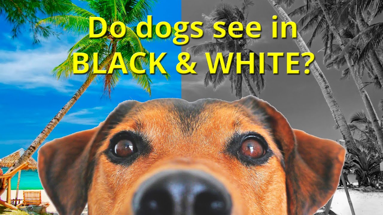Do dogs see in black and white?