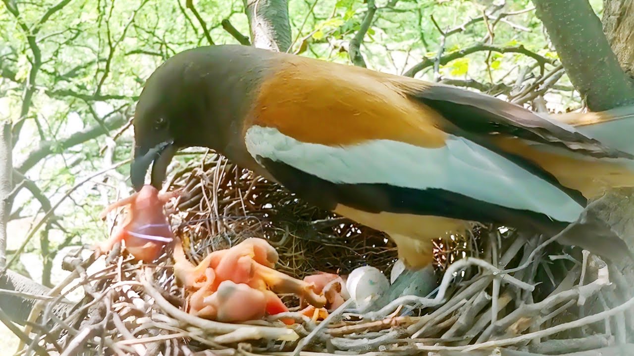 Cuckoo baby is throwing the baby out of the nest, mother picked up the baby @beautyofnature4988