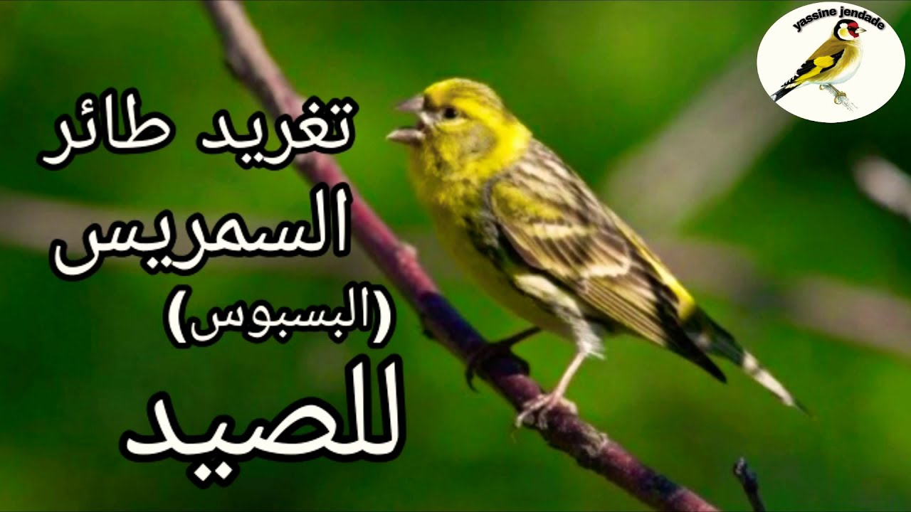 تغريد طائر السمريس (البسبوس) للصيد💯💥Samaris (Basbos) pour la chasse2021