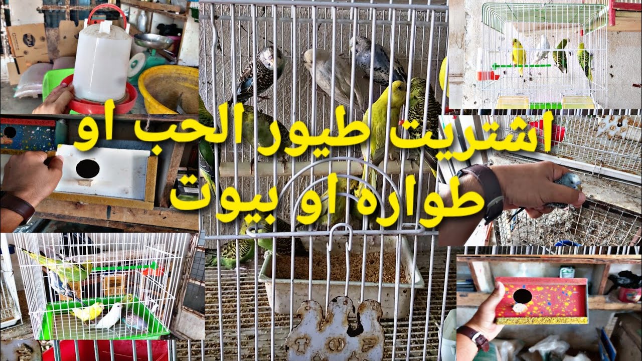 اليوم اشتريد طيور الحب 3ازواجه او جبت بيوت او طواره مال مي او اكل