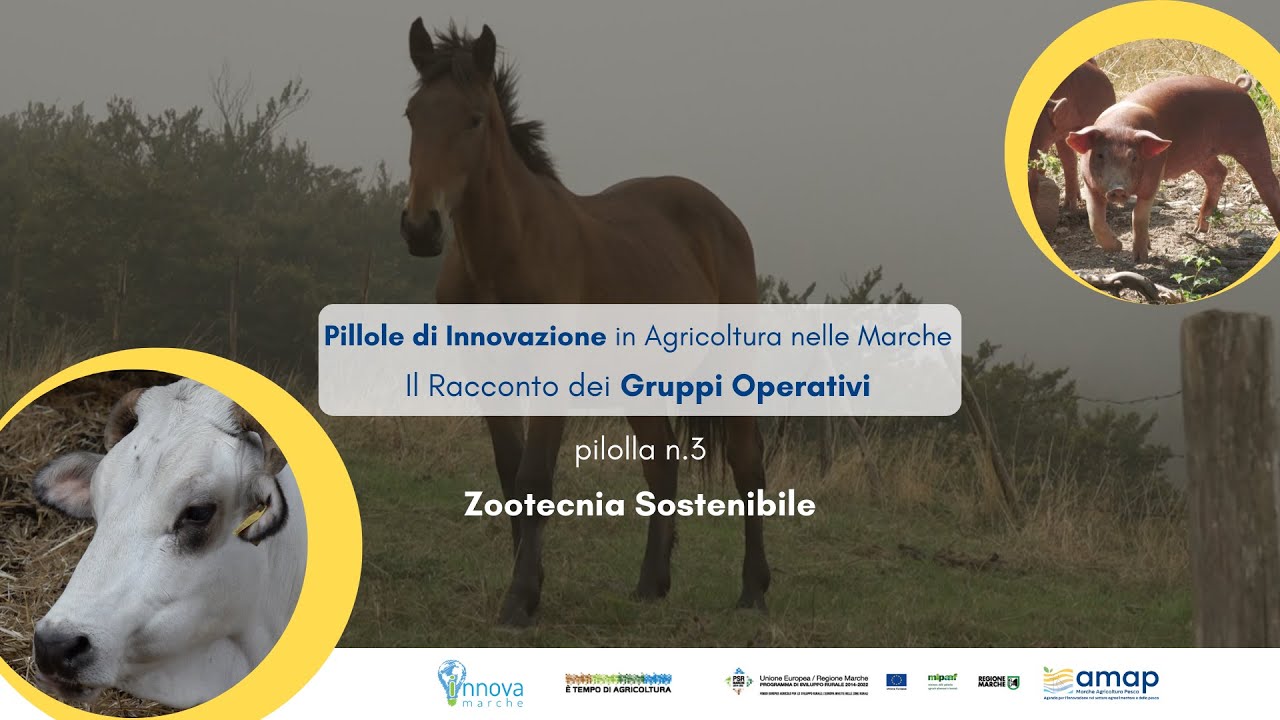 Terza puntata - 𝗣𝗶𝗹𝗹𝗼𝗹𝗲 𝗱𝗶 𝗜𝗻𝗻𝗼𝘃𝗮𝘇𝗶𝗼𝗻𝗲 𝗶𝗻 𝗔𝗴𝗿𝗶𝗰𝗼𝗹𝘁𝘂𝗿𝗮 𝗻𝗲𝗹𝗹𝗲 𝗠𝗮𝗿𝗰𝗵𝗲