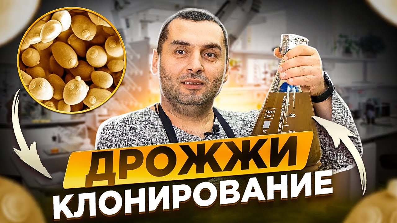 ДРОЖЖИ – 