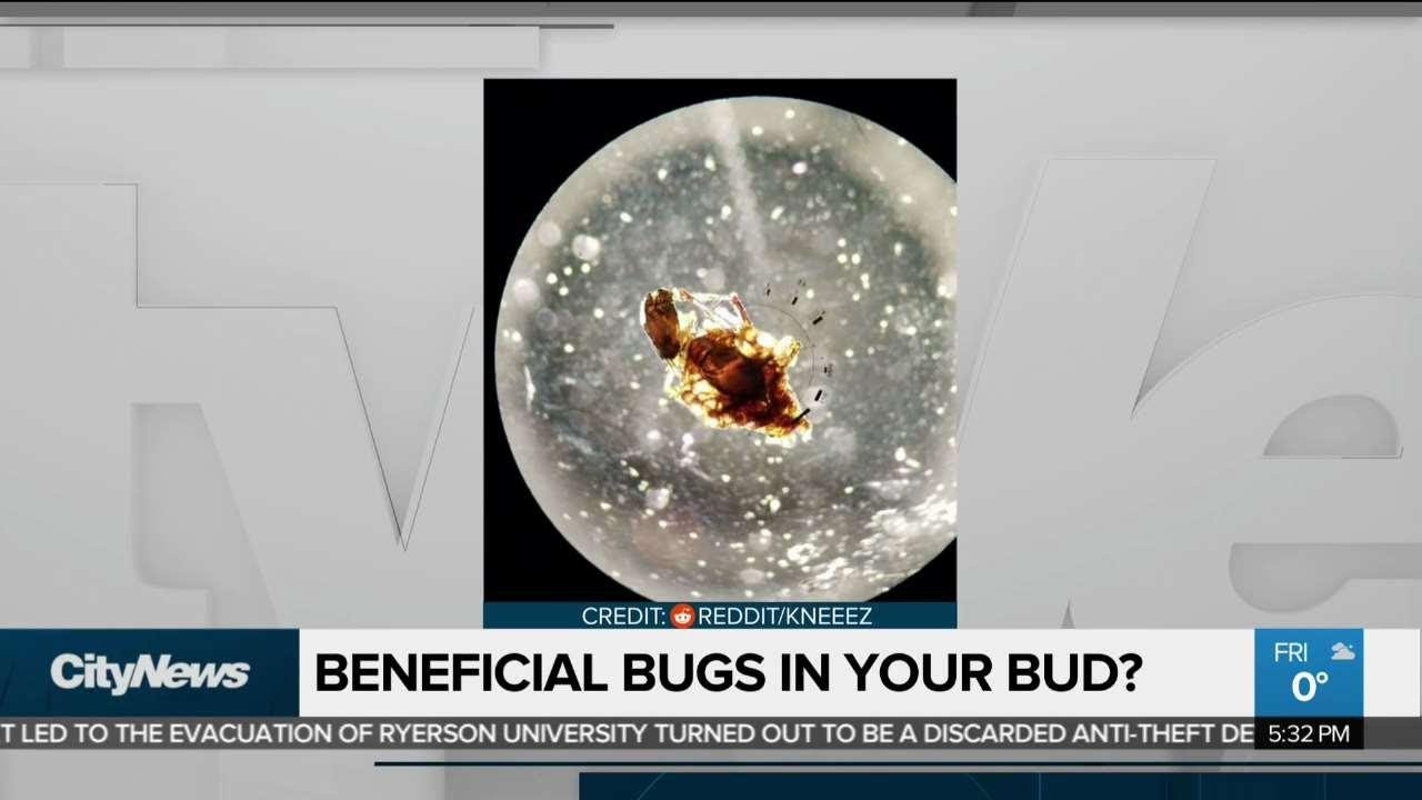 Critters in pot have no 'ill effects' licenced producer says