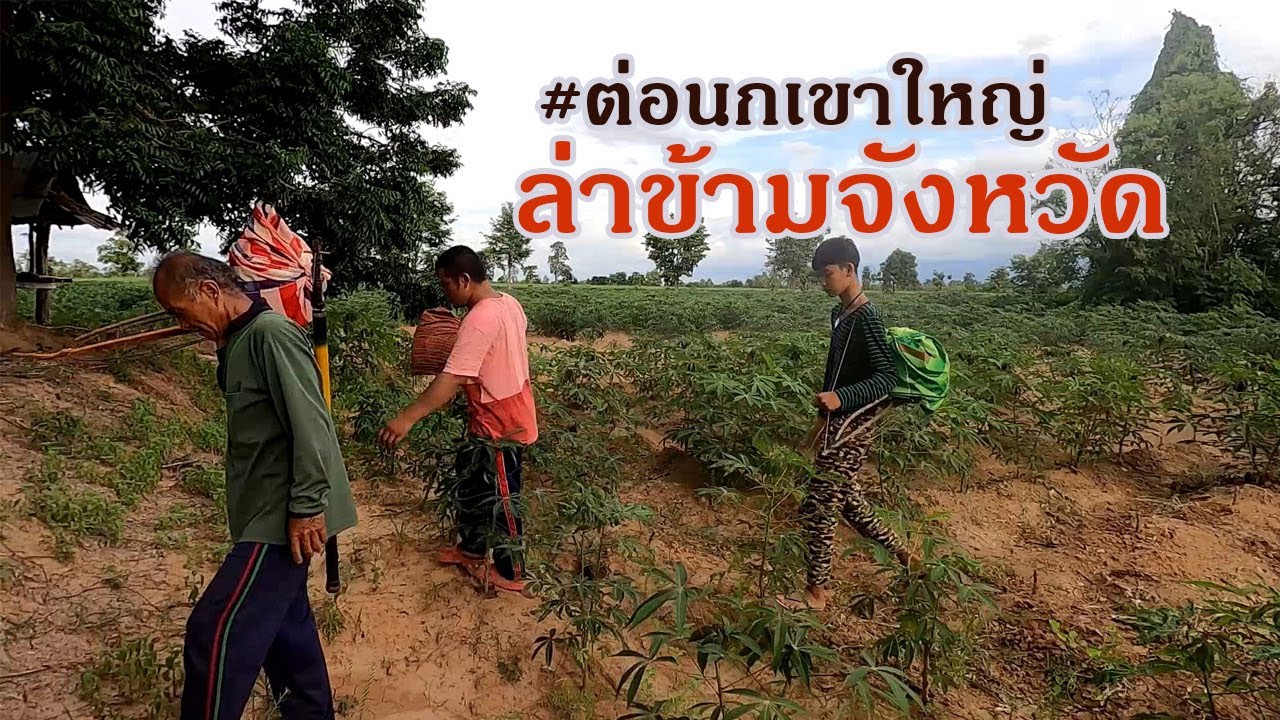 ต่อนกเขาใหญ่กับทีมงานบ้านพระ ล่ากันข้ามจังหวัด วันนี้นกเหนียวมาก แต่ก็มีคนได้ตัว ไปชมบรรยากาศกันครับ
