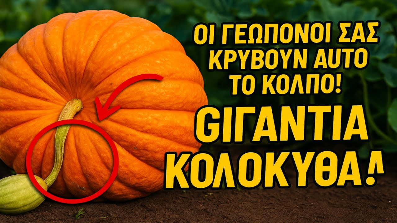 Οι γεωπόνοι σας κρύβουν αυτό το κόλπο! Πώς να βγάλετε ένα γιγάντιο κολοκύθι, κόβοντας σχεδόν όλο το