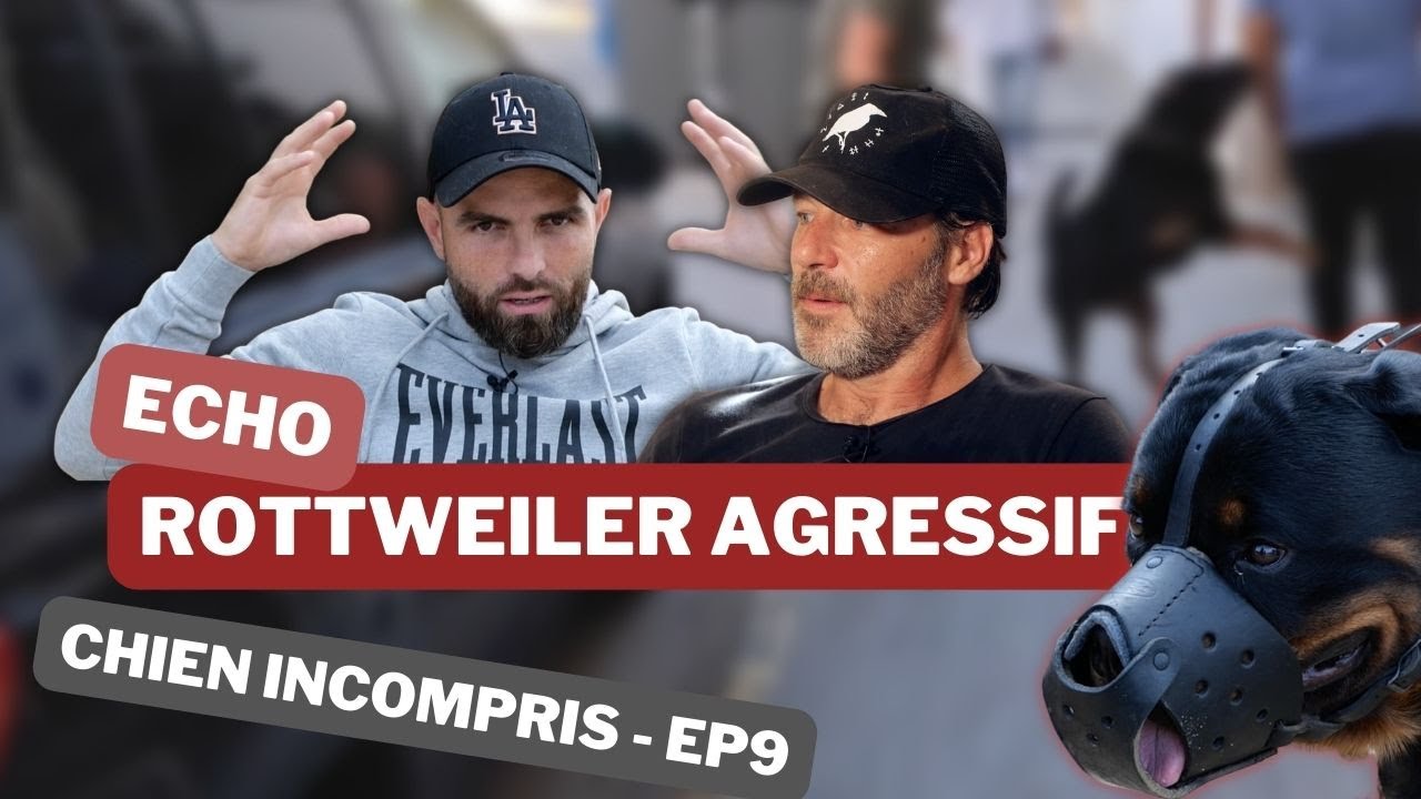 Sa tête a explosé en 1s ! ROTTWEILER AGRESSIF - Chien incompris ep9