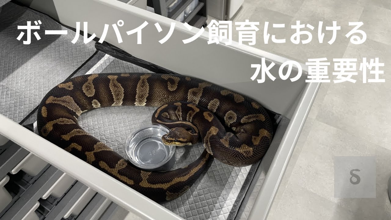 ボールパイソン飼育における水の重要性
