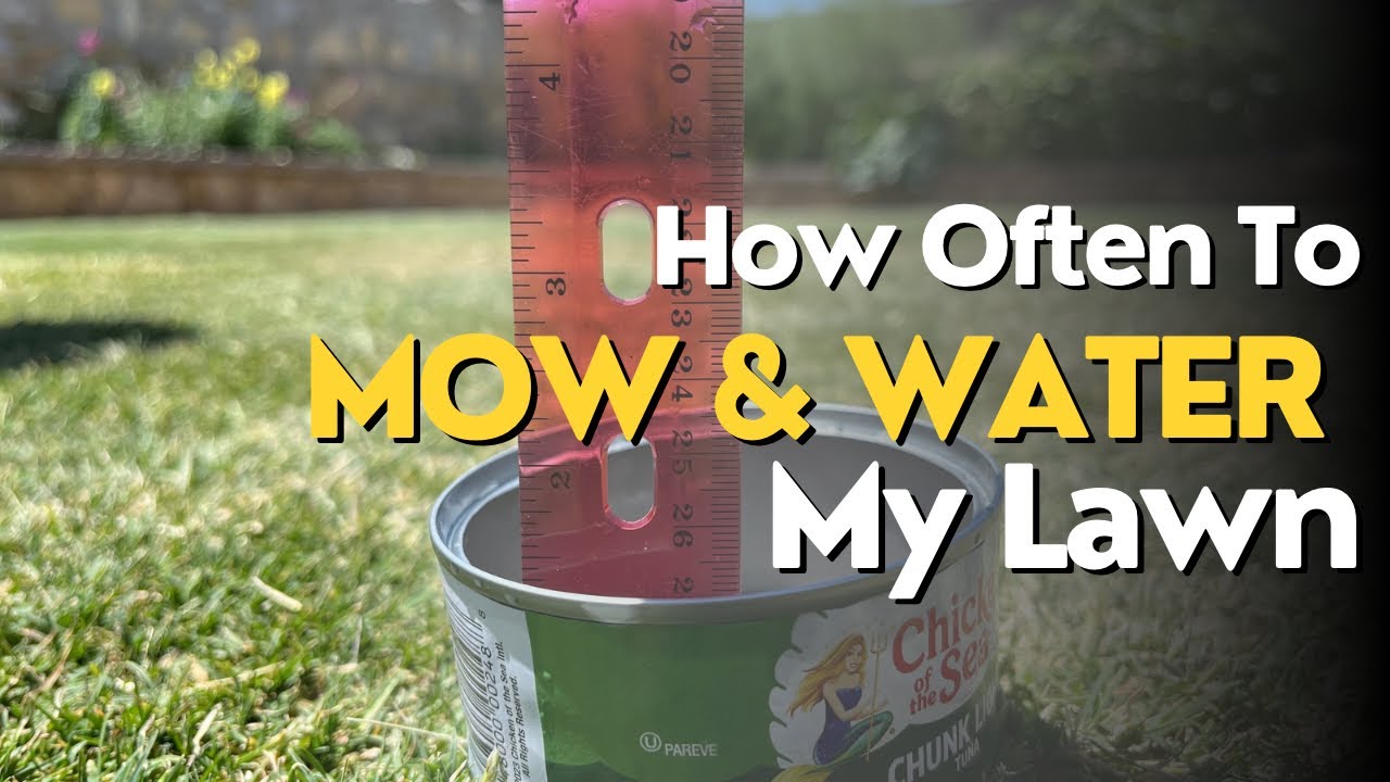 How Often To Mow and Water My Lawn