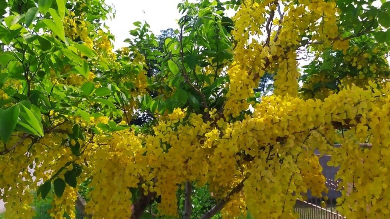 10 ÁRVORES para CALÇADA com FLORES MARAVILHOSAS