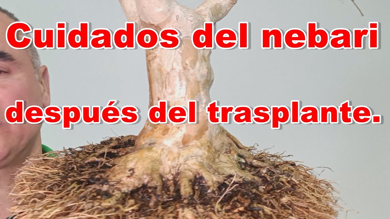 Cuidados de nebari después del trasplante.