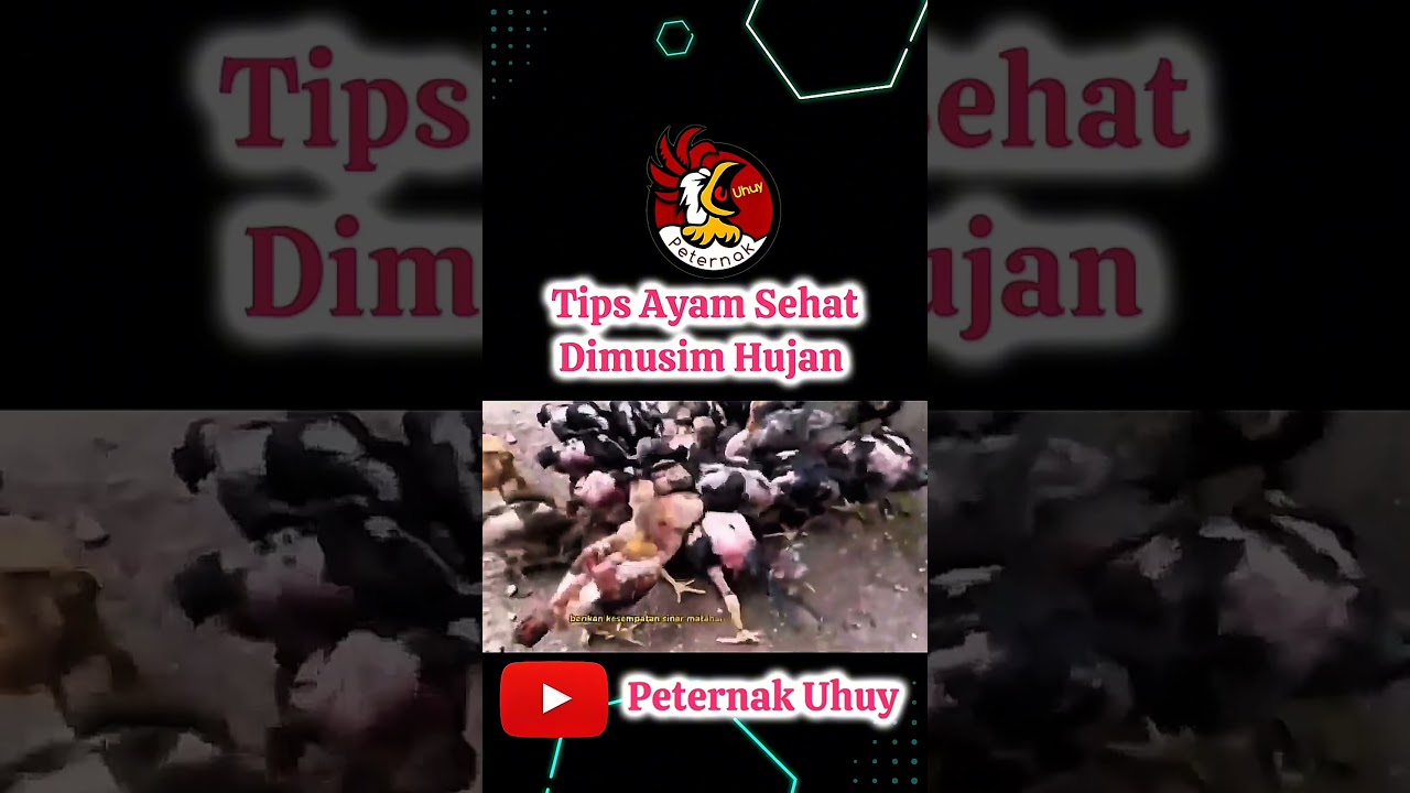 ayam sehat di musim hujan part 4 #musimhujan #vitaminayam #ayamsehat