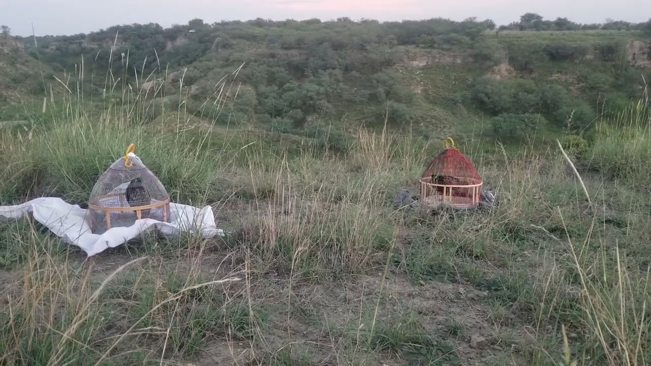 kala teter ki awaz