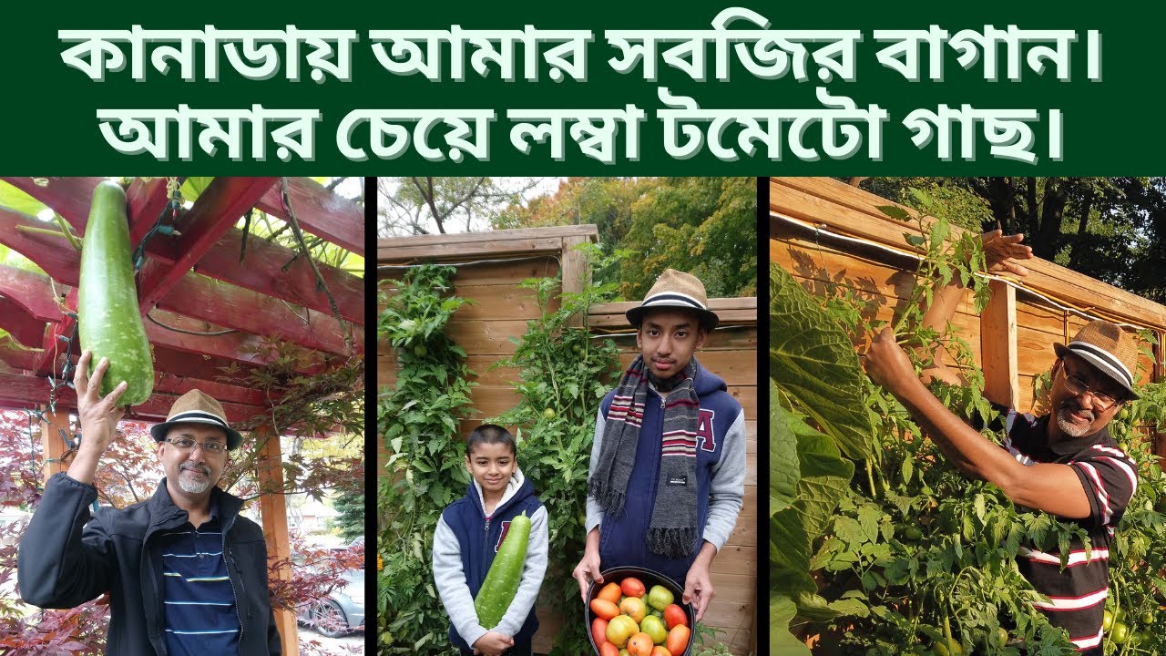 কানাডায় আমার সবজির বাগান। আমার চেয়ে লম্বা টমেটো গাছ। My Vegetable Garden in Canada. Banga Vlog.