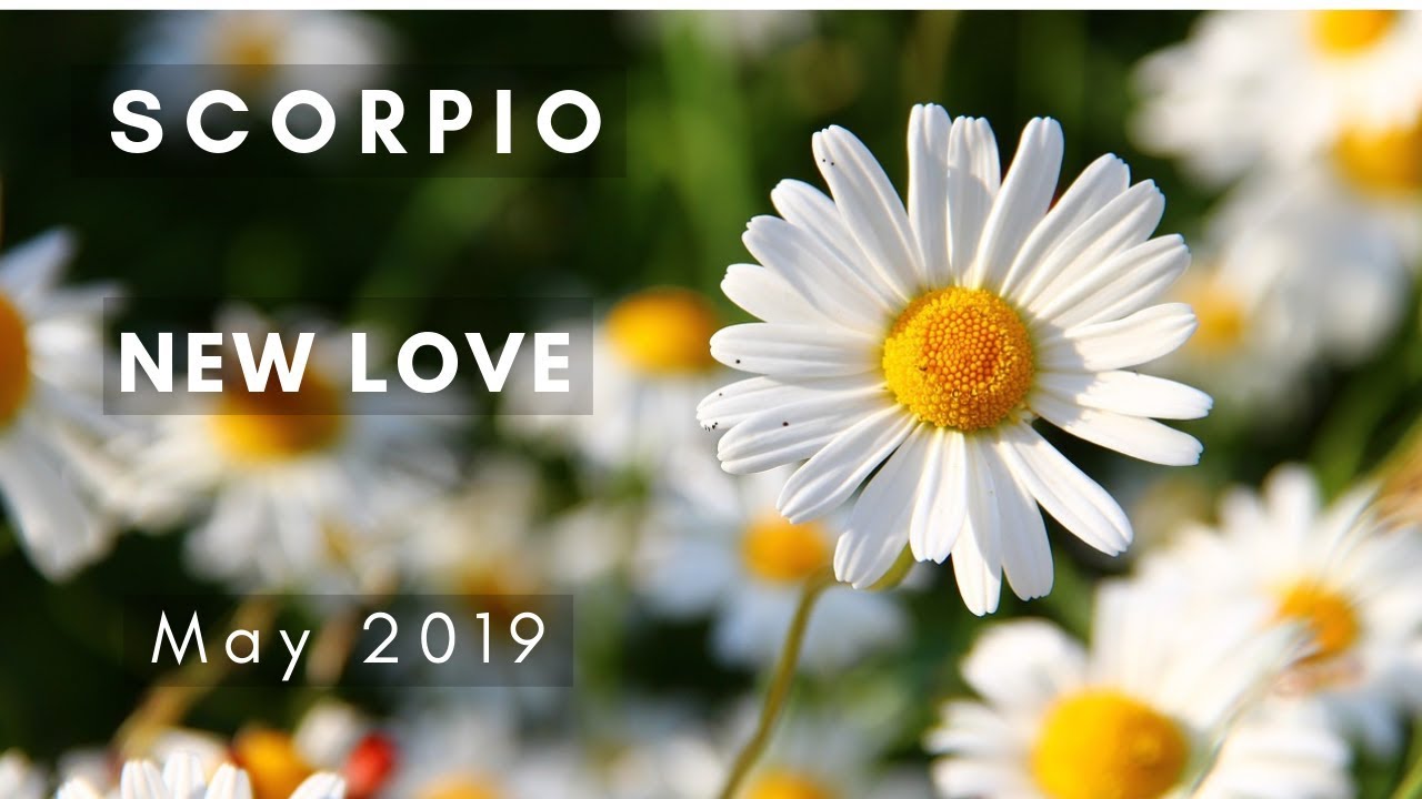 SCORPIO: New Love! May 2019
