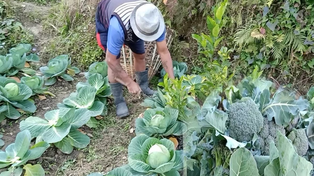 Sikkim Sunday Organic Ranipool Hath Ko Lage Sabje Tepdai. 