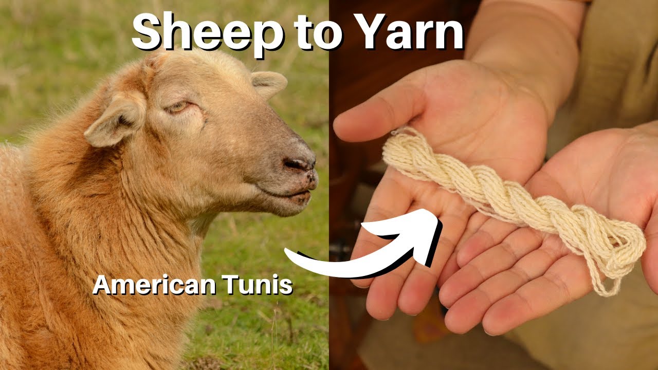 Wool To Yarn - Scour, Comb, & Spin - American Tunis Breed Study🐑