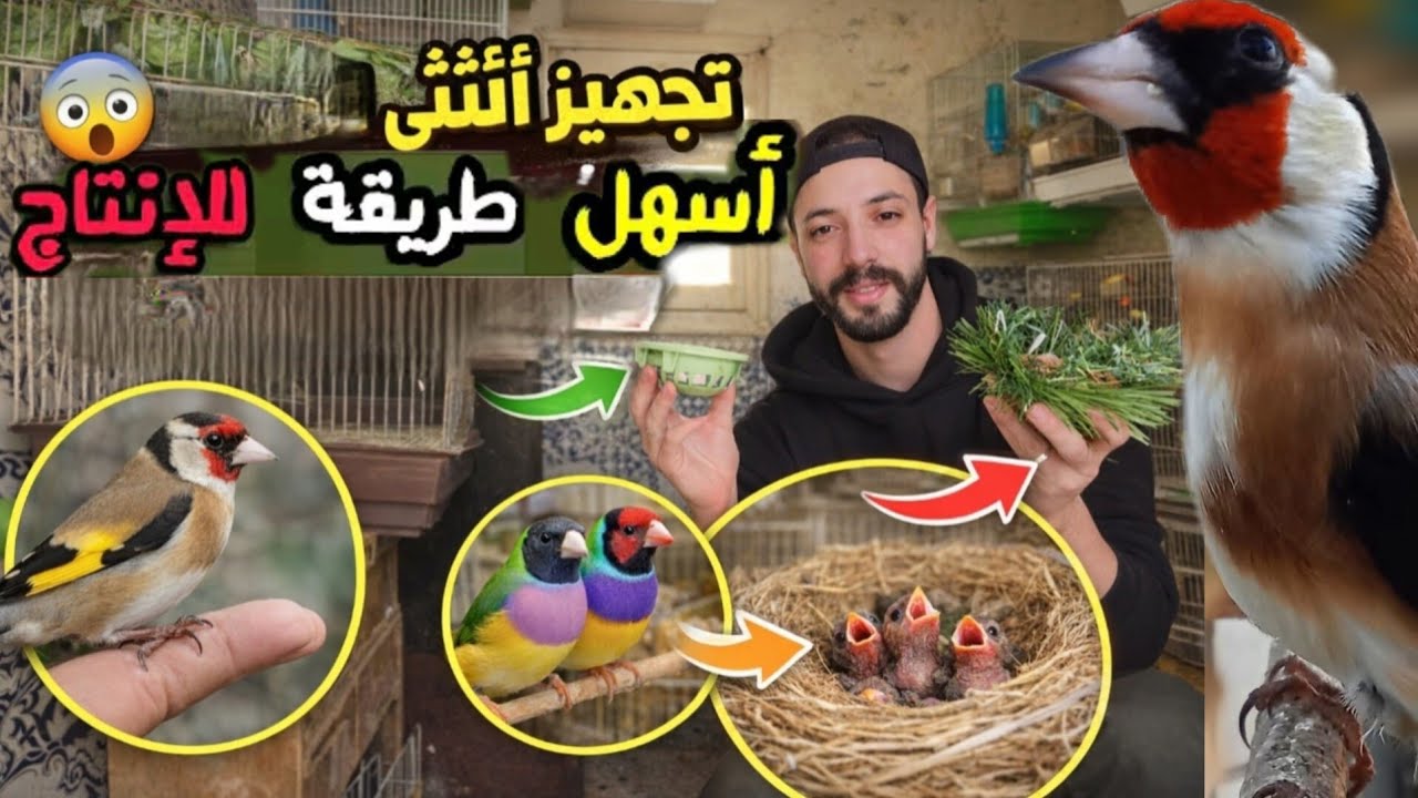 تجهيز أنثى الحسون للإنتاج في القفص تجربة جديدة و فتح أعشاش طيور الجولديان فينش