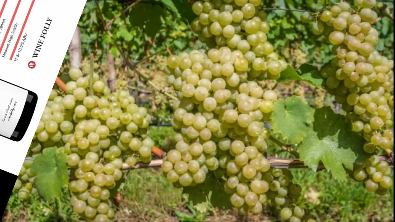 The famous wines of the Bodensee, Baden-Wurttemberg & Bavaria and  Hohentwiel, Germans highest.