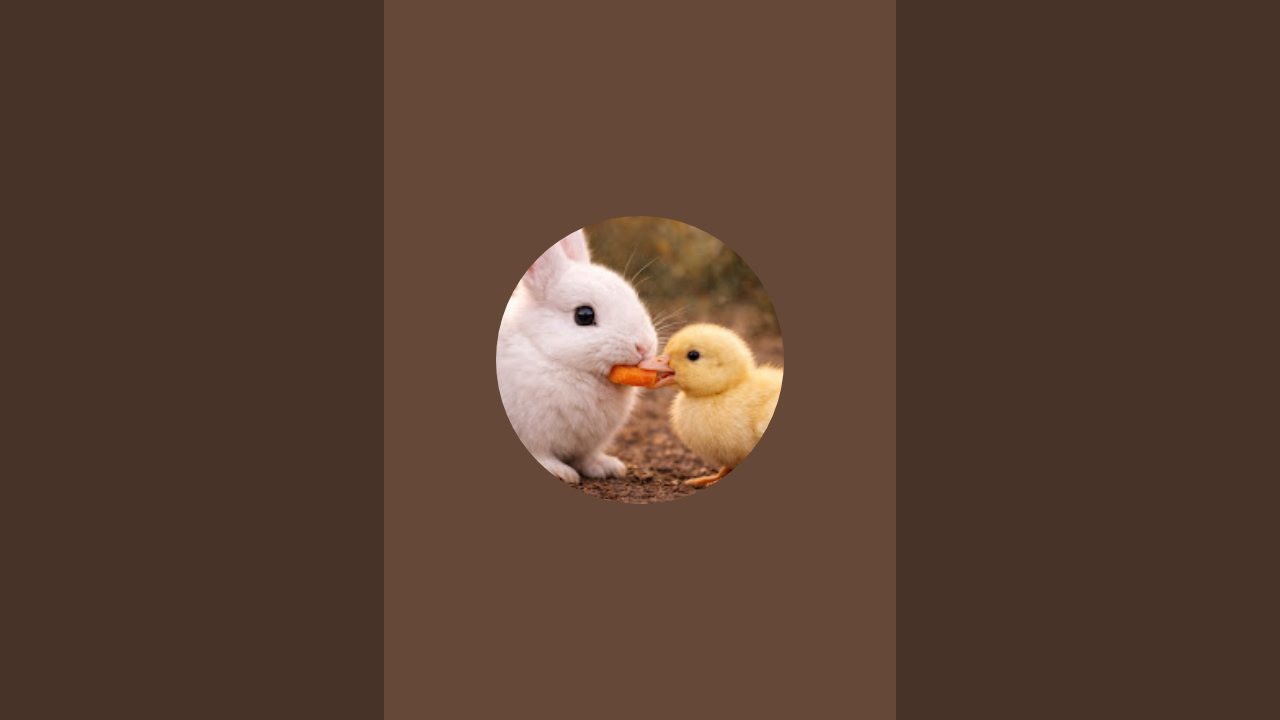 Tinh Tam - Animal Live Stream !