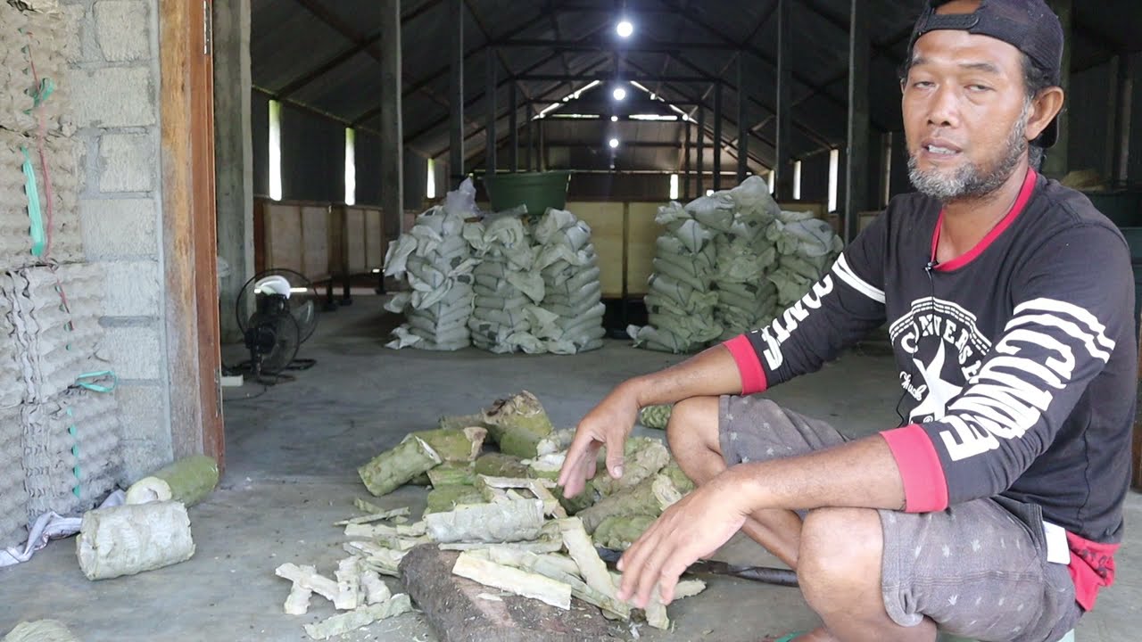 Budidaya Jangkrik Modal 1 Juta Untung 100 Juta dalam 9 Bulan