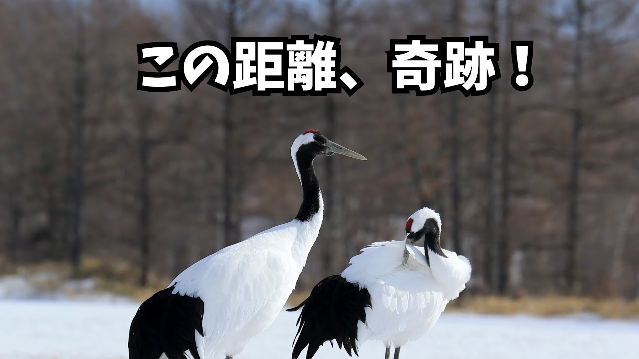 【奇跡の共生】タンチョウと白鳥が同じ畑で暮らしていた｜音羽橋近く#タンチョウ#白鳥#音羽橋
