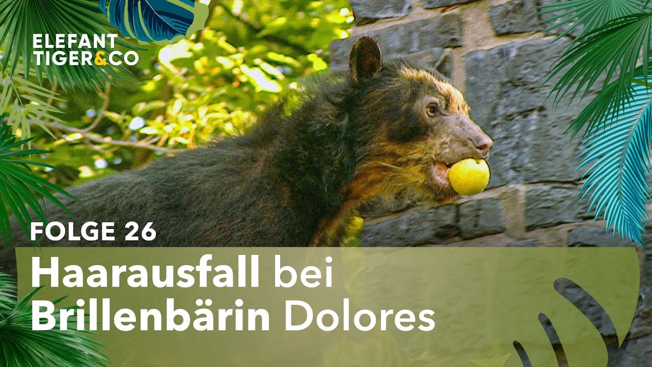 Große Sorge um Brillenbärin Dolores (Folge 26) | Elefant, Tiger & Co. | MDR