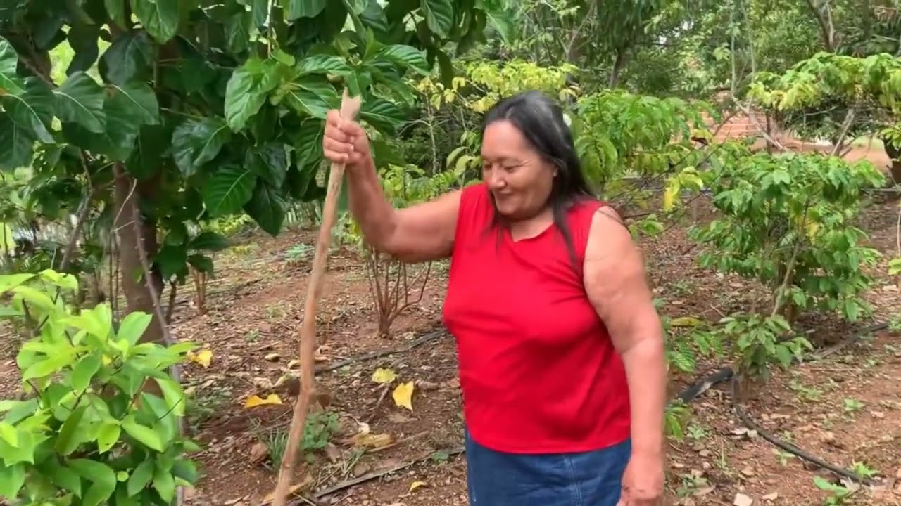 Depois de vencer câncer com tratamento à base de plantas Dona Quininha cuida de seu pomar