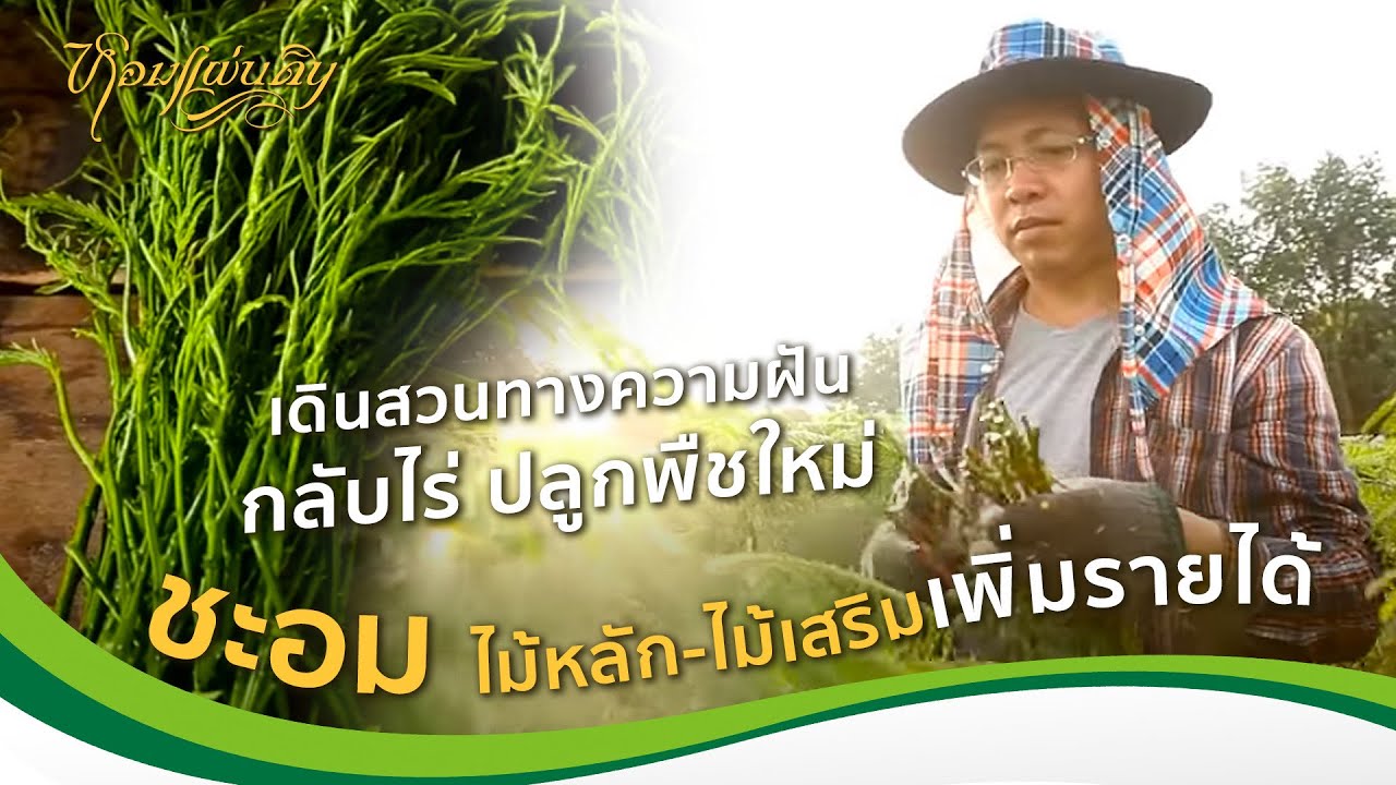 หอมแผ่นดิน ตอน ขวากหนาม ไม่เป็นอุปสรรค | เดินสวนทางความฝันกลับไร่ ปลูกพืชใหม่ ชะอม-ไม้หลัก-ไม้เสริม