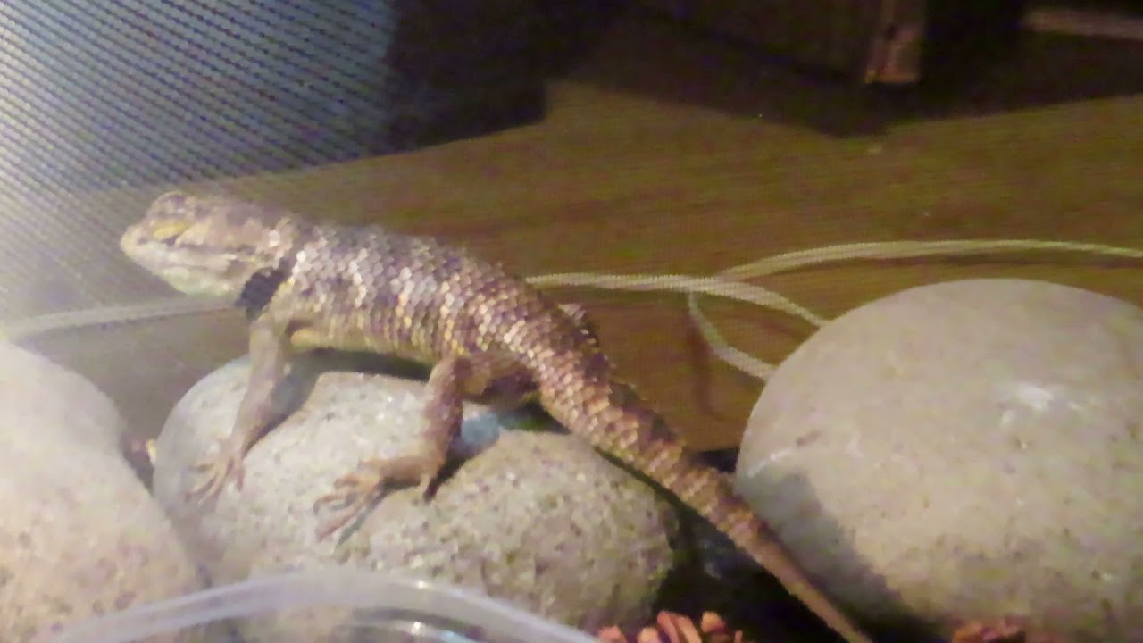 Yellow-backed Spiny Lizard eating. (Sceloporus 'Magister' Uniformus).