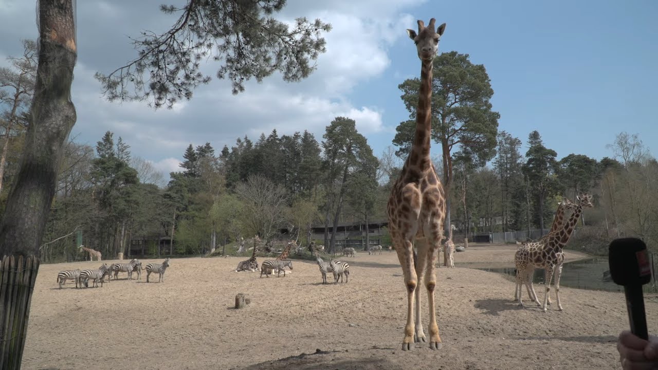 Bij de giraffen 🦒 | 🔴 Live video 🔴