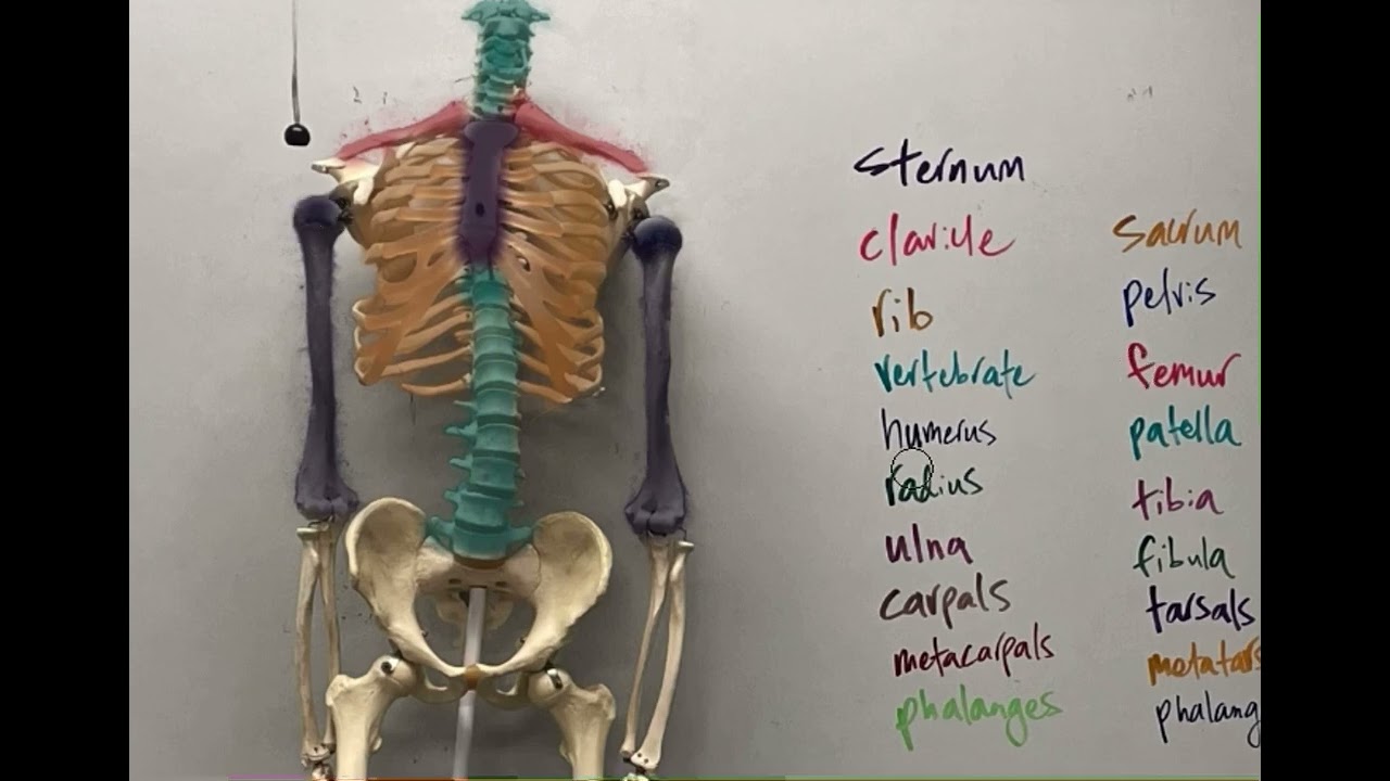 The major bones of the body