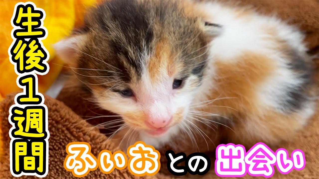 【仔猫を保護】生後1週間！ふぃおとの出会い #多頭飼い #生後1週間 #保護猫 #猫のいる暮らし