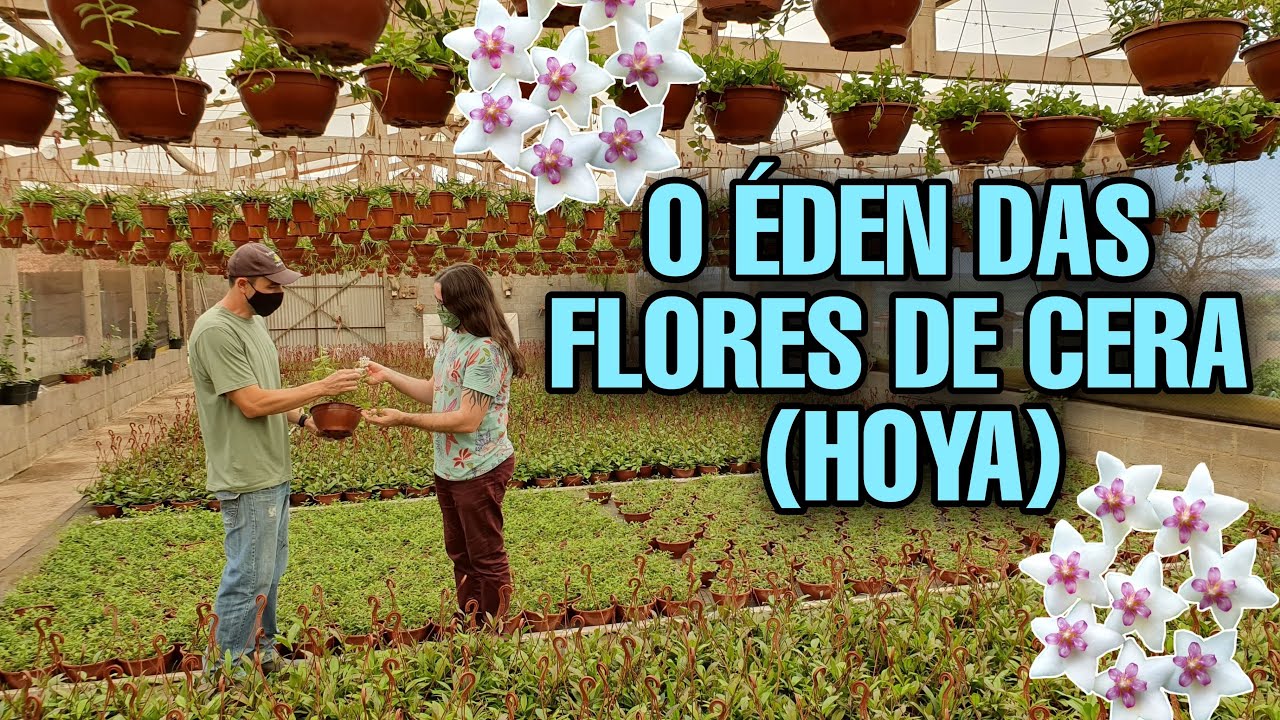 Conheça o REI das FLORES DE CERA / como cultivar Hoya