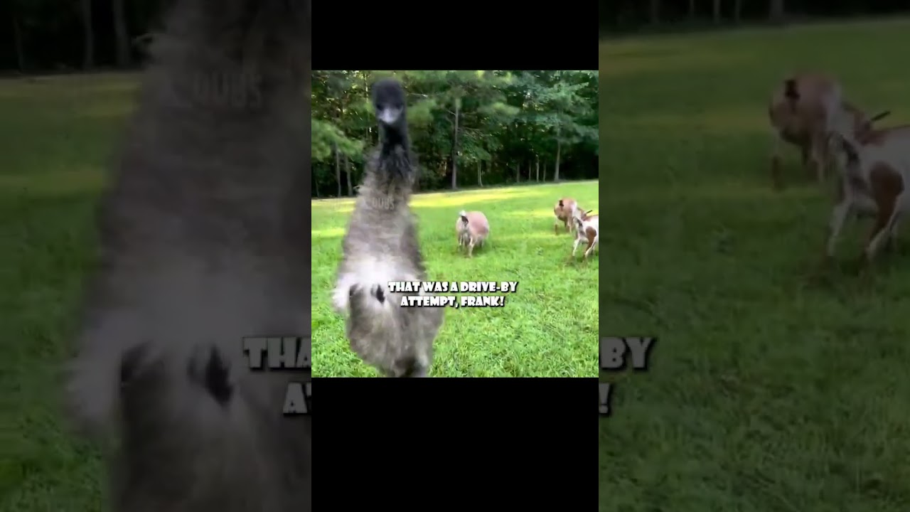 THEY&rsquo;RE COMING FOR THE EGGS (🎥: gkbennett91 IG), #shorts