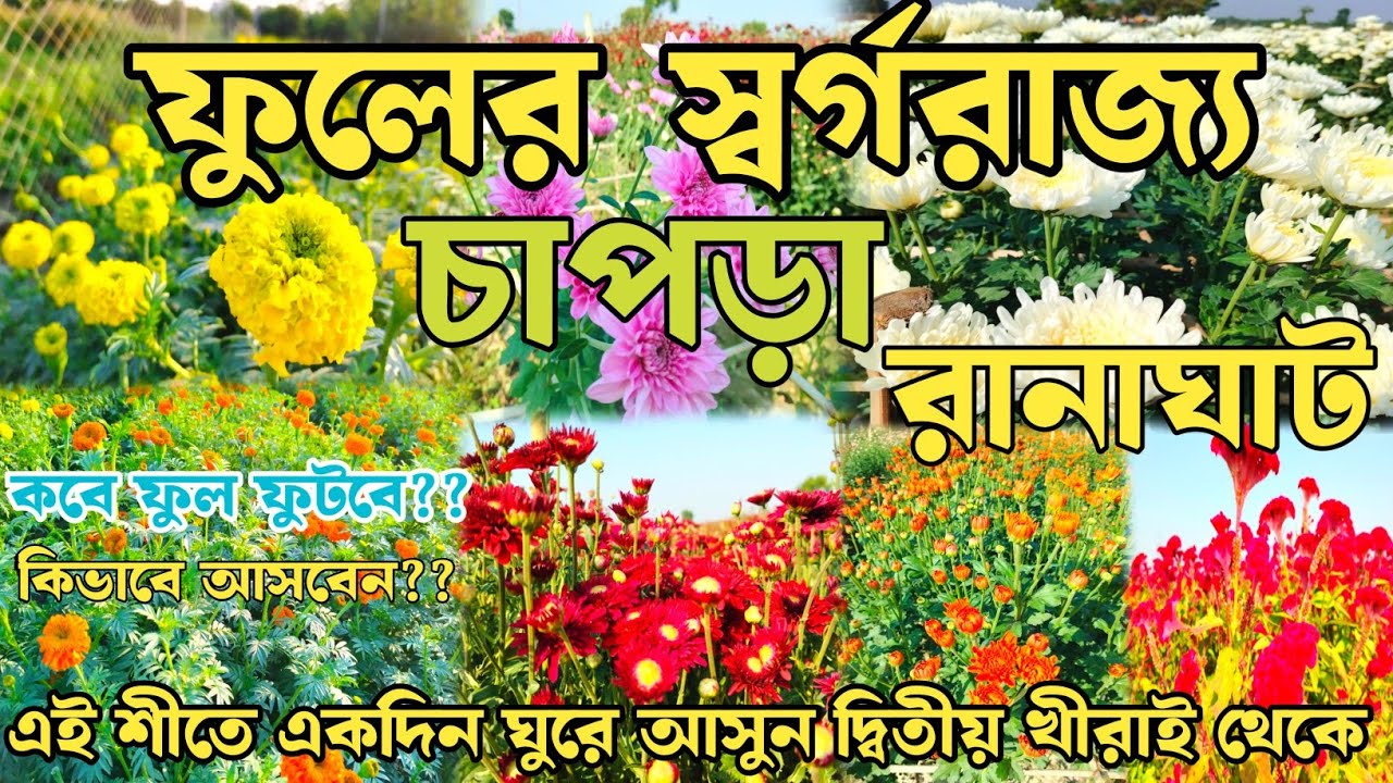 Chapra Flower Valley | Ranaghat Chapra Flower Garden | New Valley of Flower Chapra