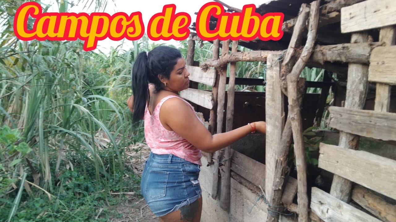 ASI Son Los CAMPOS de Cuba 🇨🇺