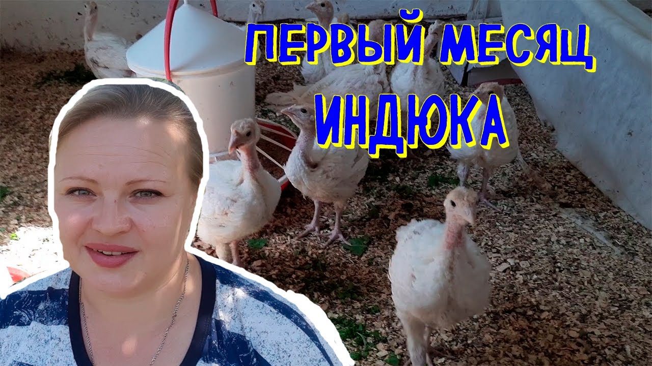#первый #месяц #индюков