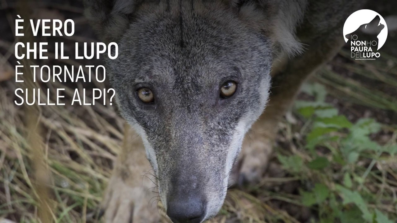 Guida popolare al ritorno del lupo sulle Alpi - ad opera di Ass. Io non ho paura del lupo